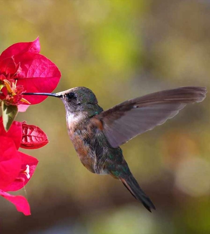 Fototapeta MS-3-0230 Koliber fizelinowa Dimex