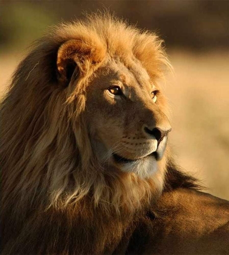 Fototapeta na ścianę MS-3-0231 Lew fizelinowa Dimex