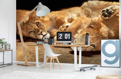 Fototapeta MS-5-0232 Młode lwy flizelinowa Dimex