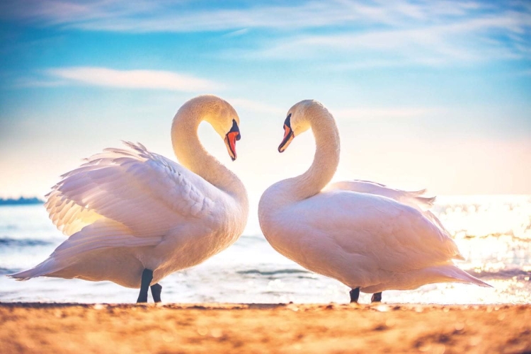 Fototapeta na ścianę MS-5-0414 Łabędzie białe flizelinowa Dimex