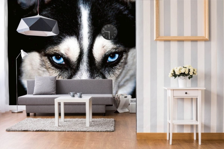 Fototapeta MS-5-0426 Haski Wilk flizelinowa Dimex Oczy Psa