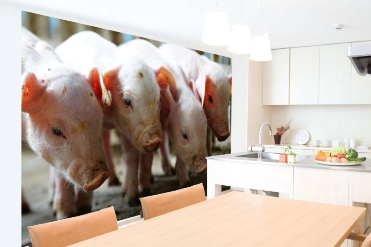 Fototapeta MS-5-0452 Świnki flizelinowa Dimex