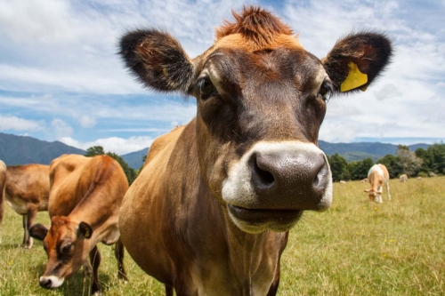 Fototapeta MS-5-0460 Krowy na łące flizelinowa Dimex