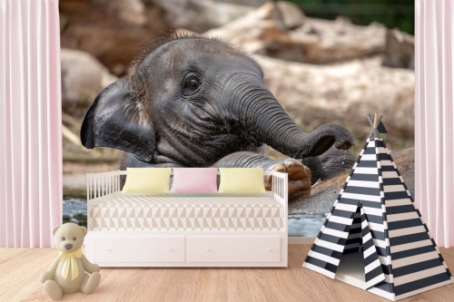 Fototapeta na ścianę MS-5-0487 Mały słonik flizelinowa Dimex
