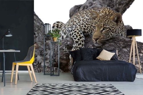 Fototapeta MS-5-0527 Lampart na drzewie flizelinowa Dimex  aranżacja