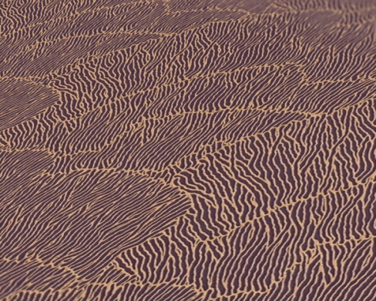 013e8061f7a60678562d6758ef28caff