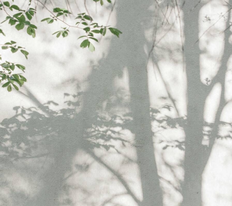 The Wall 3 39925-1 Tapeta ścienna AS Drzewa