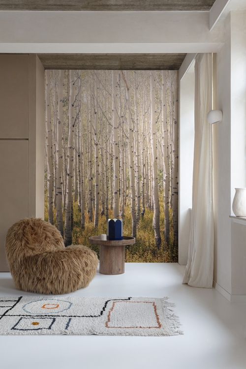 Fototapeta Mural A42601 natura las widok drzewa brzozy Grandeco Orom 2