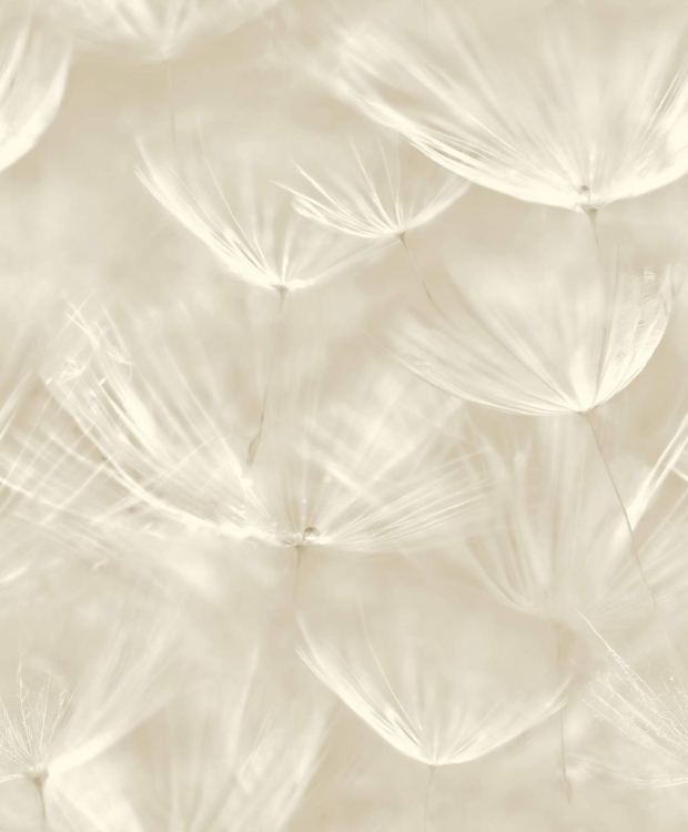 Tapeta na flizelinie Dmuchawce 210901 Grandeco