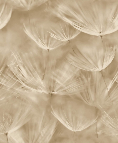 Tapeta na flizelinie Dmuchawce 210902 Grandeco