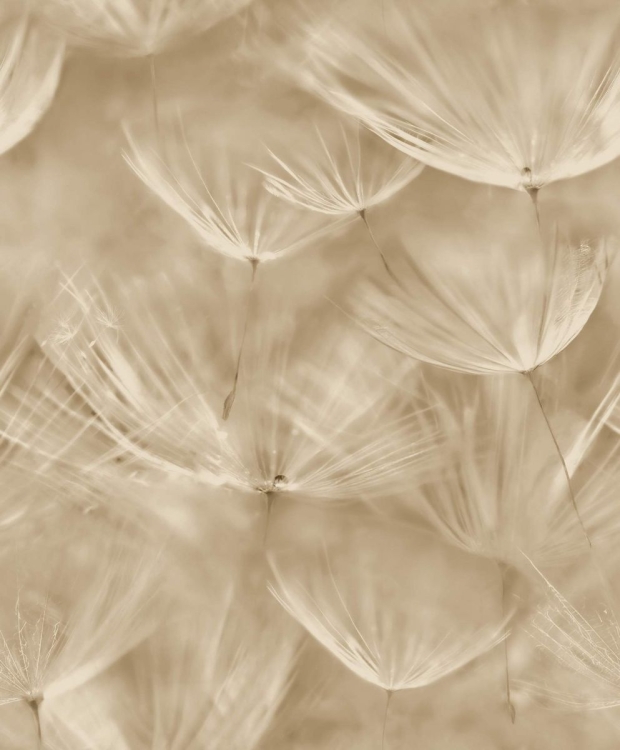 Tapeta na flizelinie Dmuchawce 210902 Grandeco