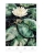 Fototapeta flizelinowa mural 2235-10 Erismann Art Edition Lilie wodne
