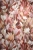 Tapeta Erismann Pure Harmony 10586-06 Zdjęcie.jpg