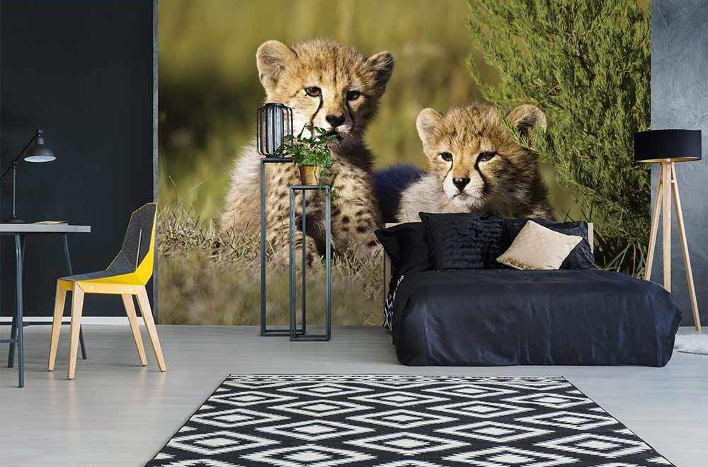 gepard, kot