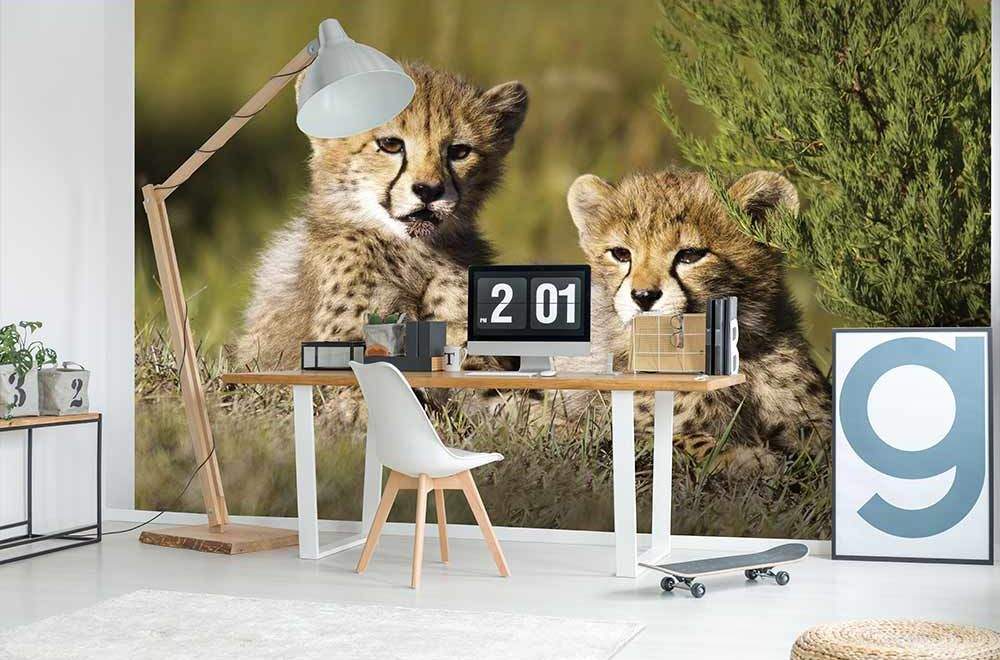 gepard, kot