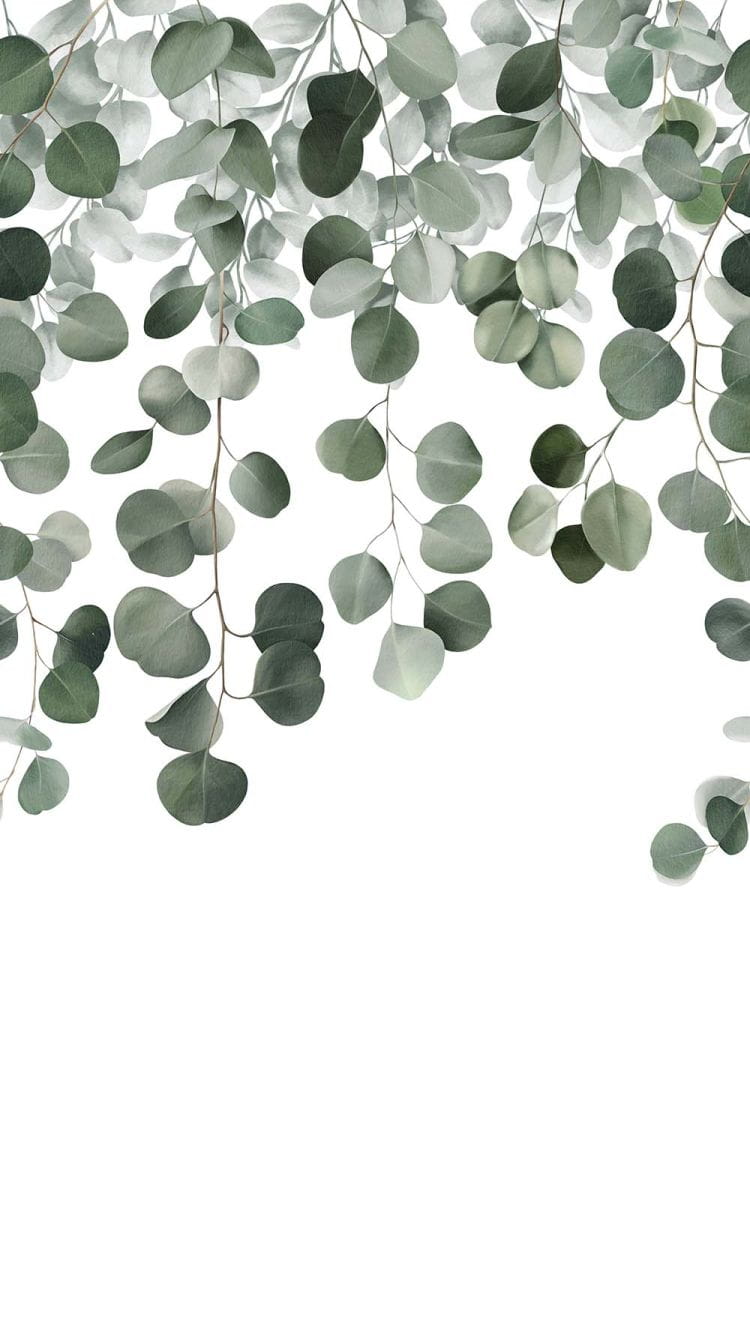 Tapeta ścienna Eukaliptus – delikatne zielone liście na białym tle | Styl skandynawski, botaniczny